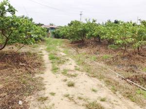 住商不動産台南公園加盟店 - 玉井平坦農地B